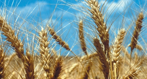 Previsão de novas altas para derivados do trigo